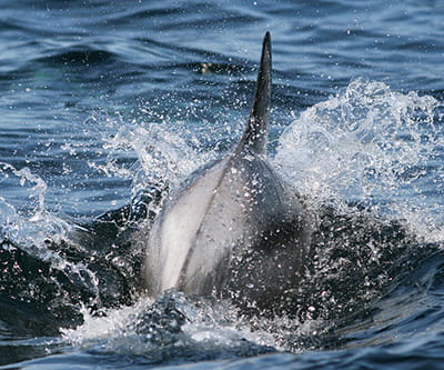white beaked dolphin