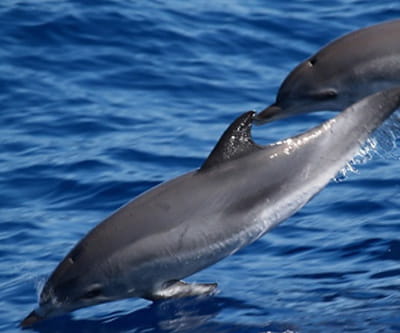 White sided dolphin