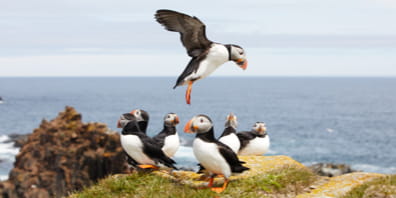 Puffins gathered in front of a coastal view of the Ocean