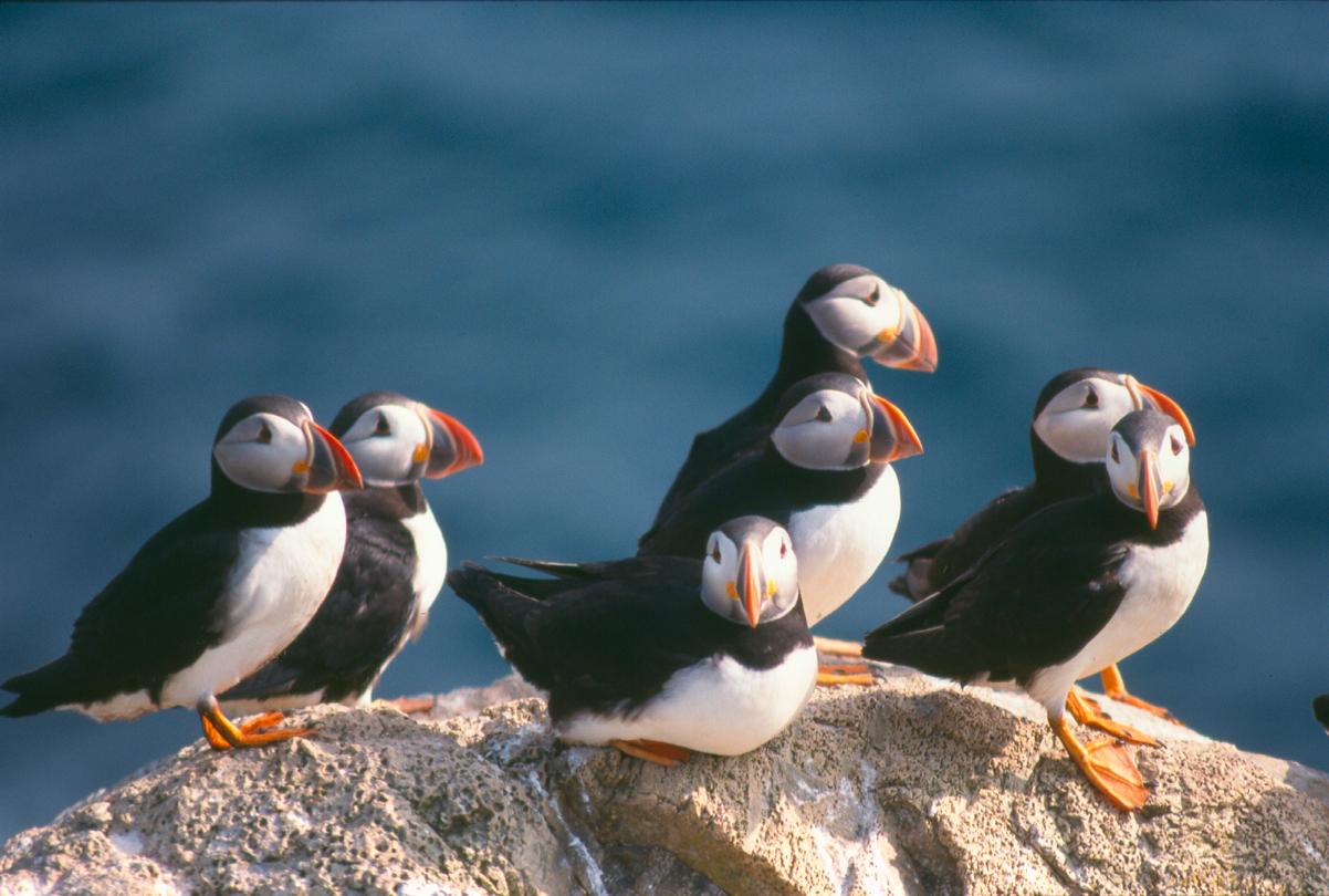 Puffins at the Witless Bay Ecological Reserve