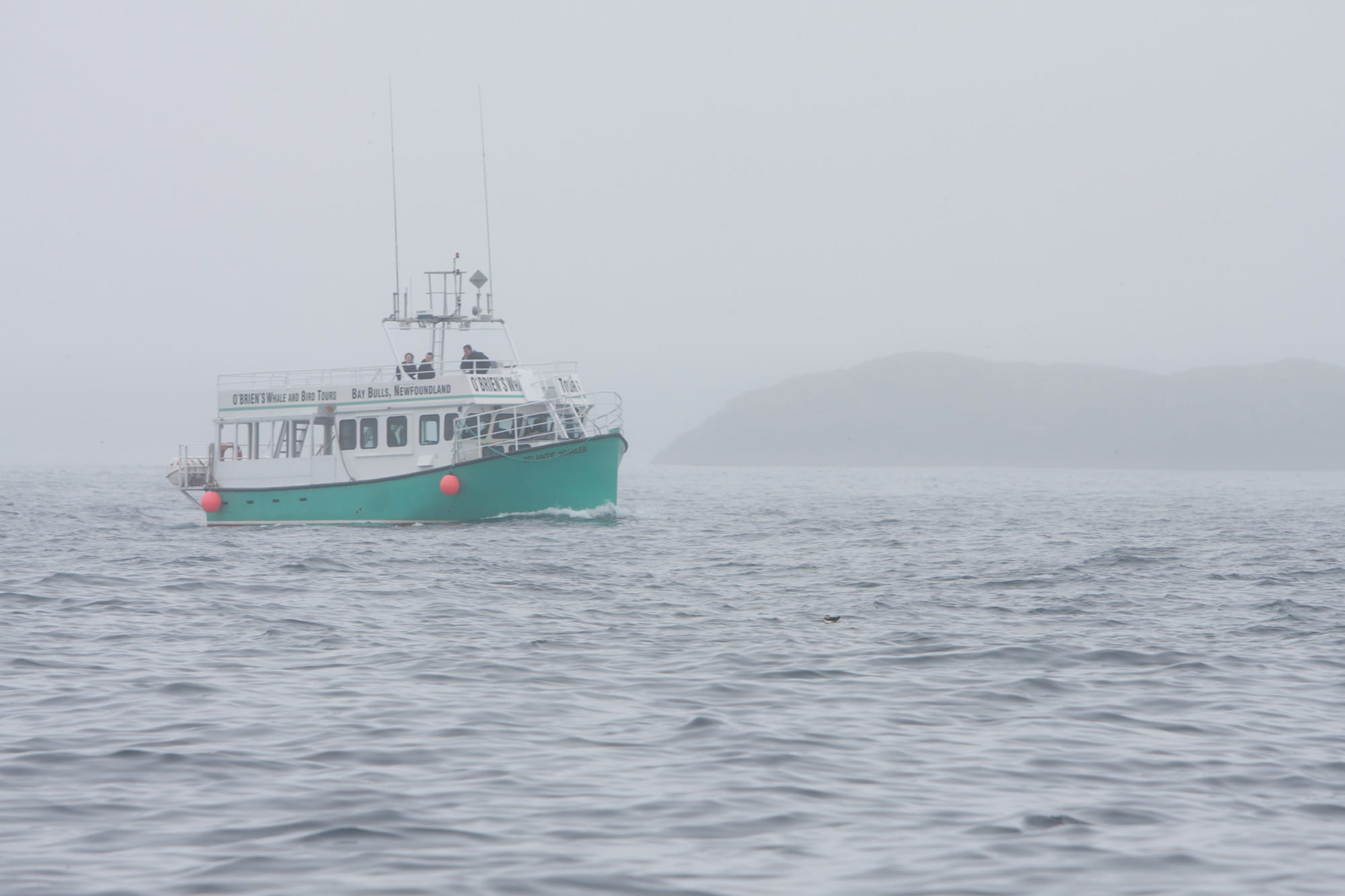 O'Brien's Whale and Boat Tours in Bay Bulls, Newfoundland & Labrador