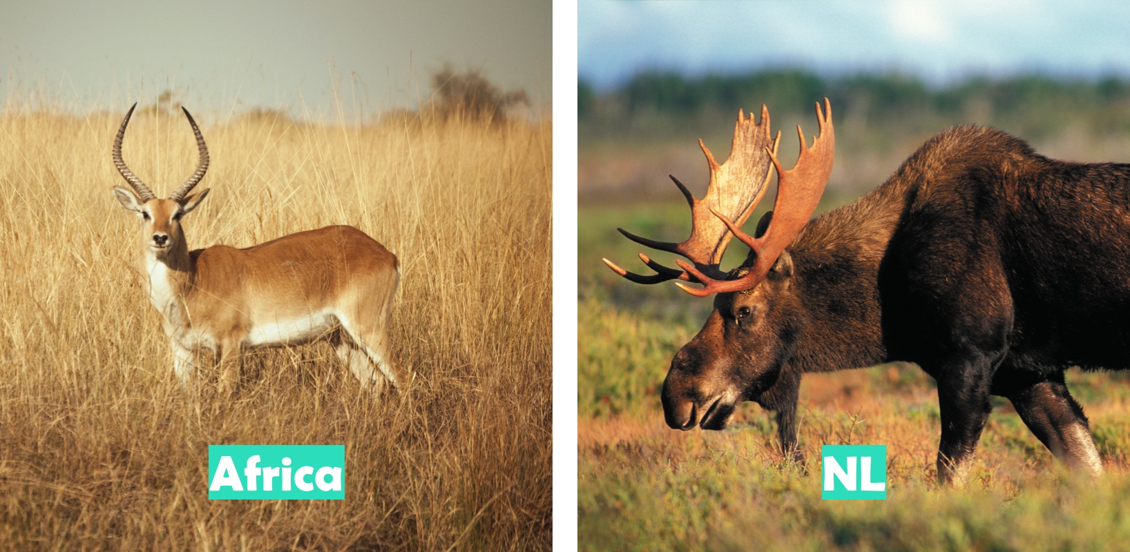 Africa (Antelope pictured) vs Newfoundland & Labrador (Moose pictured)
