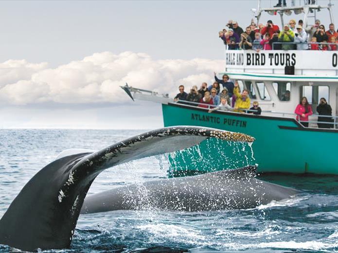 whale tours bay bulls